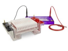Cleaver Scientific Electrophoresis multiSUB Midi96